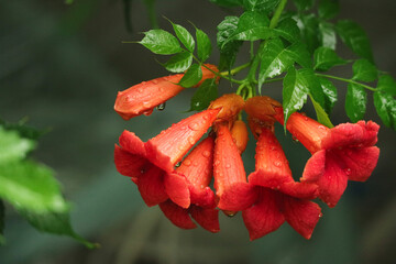 Close up of red trumpet creeper vine flower with drop of rain in nature with blurry background and...