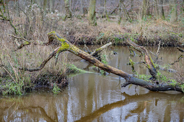 Trunk of an old tree fallen on the stream in a tributary of the Leubeek river, wild grass and tree stumps in the misty and blurred background. Leudal Nature Reserve, Midden-Limburg in the Netherlands