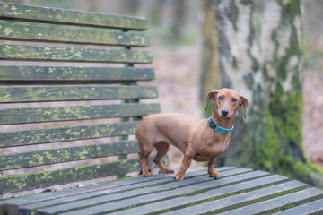 Short haired brown dachshund standing on a bench in the woods with a curious staring look, with the...
