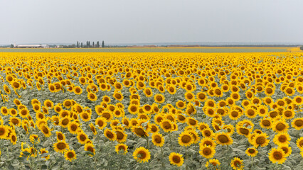 summer agricultural field with yellow sunflowers against the sky with clouds. Concept of sunflowers nature, landscape
