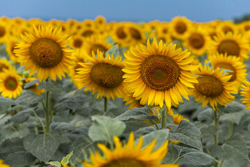 Fototapeta premium close up view. Summer agricultural field with yellow sunflowers against the sky with clouds. Concept of sunflowers nature, landscape. Selective focus