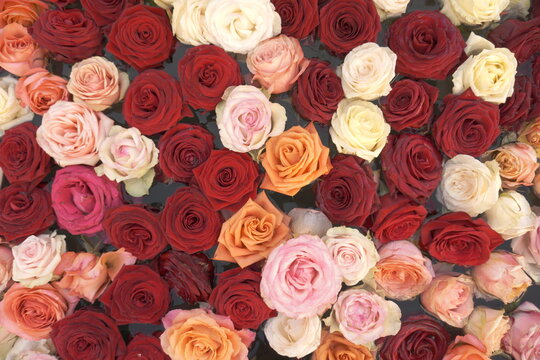 Background image of red, yellow,
 and pink roses in water