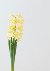 yellow hyacinth flowers on white background