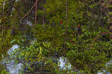 Grey granite wall with green moss, plants, branches and red berries, natural stone texture background