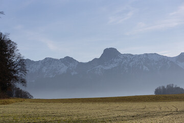 Swiss mountain with snow behind a green fresh field tree under blue sky