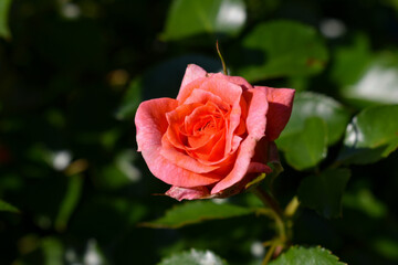 Red rose water drops