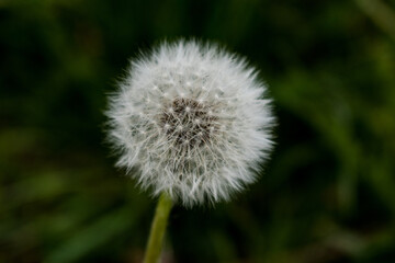 Fototapeta premium Fluffy dandelion