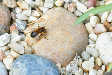 Rotpelzige Sandbiene (Andrena fulva)	