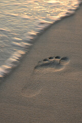 Footprint on the beech