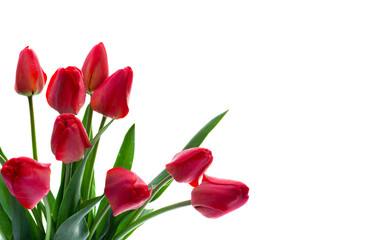 Red buds tulips on white background with space for text. Decoration of valentine day, woman's day