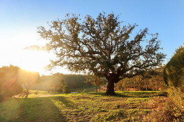 Old Cork oak tree (Quercus suber) in the evening sun in early spring, Alentejo Portugal Europe