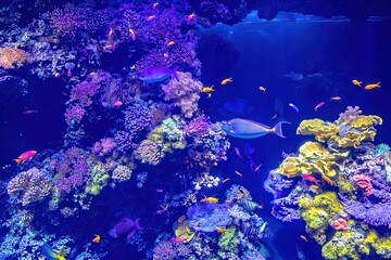 Obraz na płótnie Canvas Colorful surgeonfish fishes of sea aquarium with coral reef. Bluespine Unicornfish and Pyramid butterflyfish. Clownfish, Foxface rabbitfish, and Yellowfin Tang. Fishes of Maldives, Africa and Hawaii.