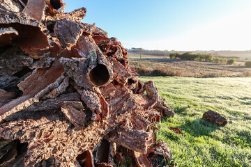 Harvested cork oak bark from the trunk of cork oak tree (Quercus suber) for industrial production of wine cork stopper in the Alentejo region at the Rota Vicentina, Portugal