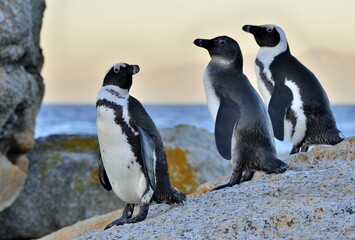 African penguins on the stone in evening twilight. African penguin ( Spheniscus demersus) also known as the jackass penguin and black-footed penguin. Boulders colony. South Africa