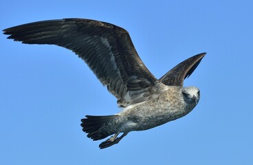 Flying Kelp gull (Larus dominicanus), also known as the Dominican gull and Black Backed Kelp Gull. False Bay, South Africa