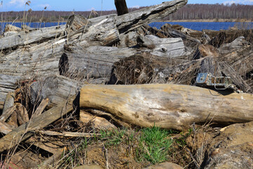 A close-up of scattered old large round logs lying in dry grass on the ground.