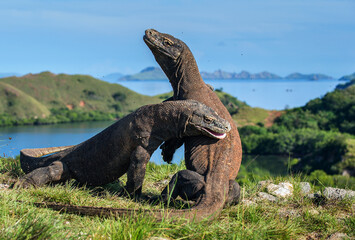 The Fight of Komodo dragons (Varanus komodoensis) for domination. It is the biggest living lizard in the world. Island Rinca. Indonesia. - 483324606