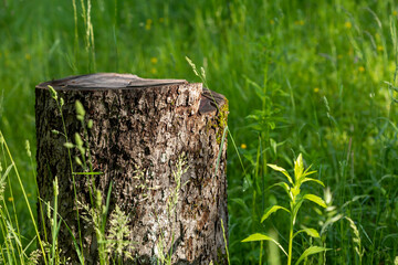 Wild grass on a sun light
