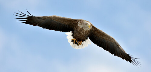 Adult White-tailed eagle in flight. Blue sky background. Scientific name: Haliaeetus albicilla, also known as the ern, erne, gray eagle, Eurasian sea eagle and white-tailed sea-eagle.