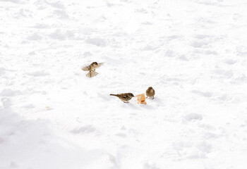 sparrows eat bread in the snow