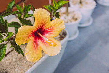 close-up of cuban hibiscus plant with yellow flower outdoor in sunny backyard