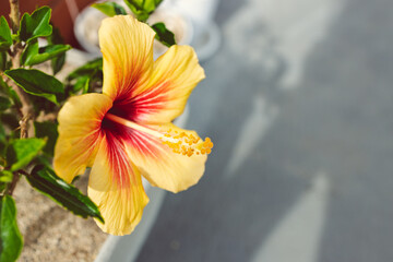 close-up of cuban hibiscus plant with yellow flower outdoor in sunny backyard © faithie