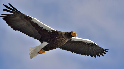 Adult Steller's sea eagle in flight. Steller's sea eagle, Scientific name: Haliaeetus pelagicus.