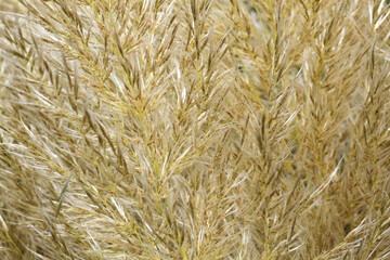 Cortaderia selloana (Pampas Grass) which is a flowering tall grass flower plant native to South America, stock photo image