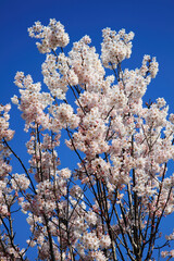Pink cherry blossom in flower on a branch during the spring season of March and April with a clear blue sky which is also found on an apple tree, stock photo image