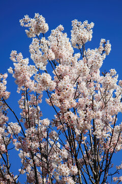 Pink cherry blossom in flower on a branch during the spring season of March and April with a clear blue sky which is also found on an apple tree, stock photo image