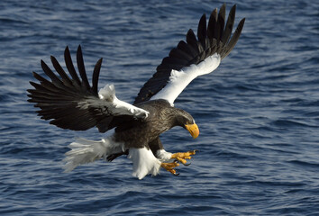 Adult Steller's sea eagle in flight. Steller's sea eagle, Scientific name: Haliaeetus pelagicus.