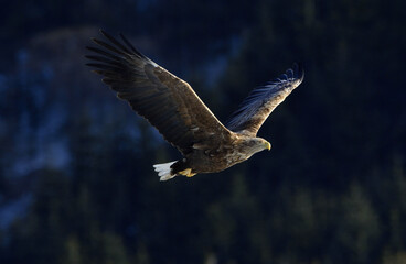 White-tailed eagle in flight. Adult white-tailed eagle, Scientific name: Haliaeetus albicilla, also known as the ern, erne, gray eagle, Eurasian sea eagle and white-tailed sea-eagle.