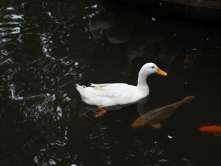 white duck on the water