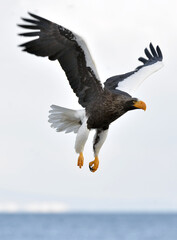 Adult Steller's sea eagle in flight. Steller's sea eagle, Scientific name: Haliaeetus pelagicus.