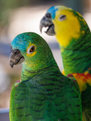 Parrot discussion