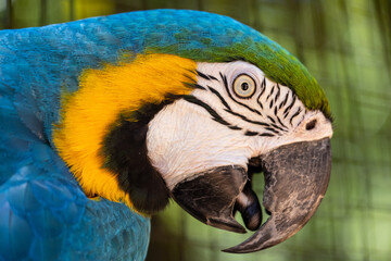 Macaw