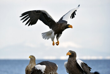 Adult Steller's sea eagle in flight. Steller's sea eagle, Scientific name: Haliaeetus pelagicus.