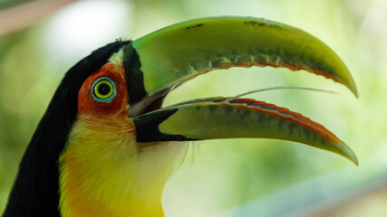 Tucan in Brazil