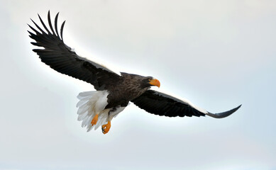 Adult Steller's sea eagle in flight. Steller's sea eagle, Scientific name: Haliaeetus pelagicus.