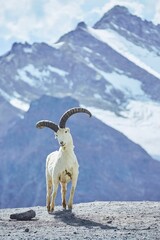 Stuffed mountain goat on the background of high mountains. Daytime sunny time.