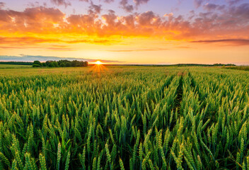 Scenic view at beautiful summer sunset in a wheaten shiny field with golden wheat and sun rays, deep blue cloudy sky and road, rows leading far away, valley landscape