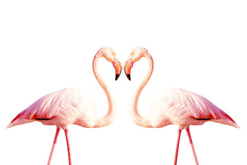 Two pink flamingos making a heart shape isolated on white background