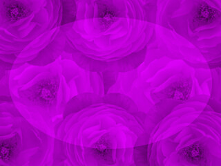 Fototapeta na wymiar blur oval is placed on violet roses flower bouquet background, banner, template, name card, copy space