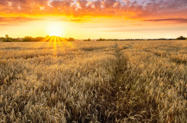 Wheaten golden field wirh path during sunset or sunrise with nice wheat and sun rays, beautiful sky and road, rows leading far away, valley landscape