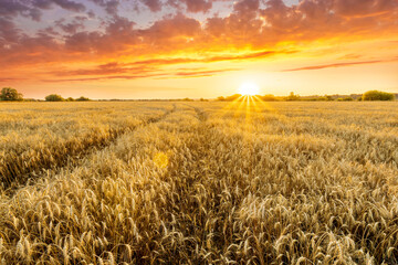 Fototapeta na wymiar Amazing view at beautiful summer golden wheaten field with beautiful sunny sky on background, rows leading far away, valley landscape