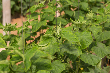 photo of cucumber sprouts, the theme of gardening and seasonal planting