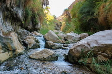 Oasis of En Gedi on the Dead Sea, Israel