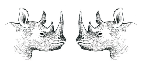 Rhinos look at each other. Two twin rhinos. Ink drawing.