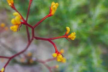 native Australian red and yellow kangaroo paw plant outdoor in sunny backyard