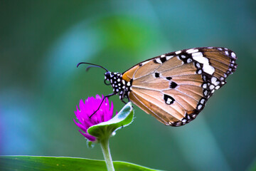 Fototapeta na wymiar Plain Tiger Danaus chrysippus butterfly visiting flowers in nature during springtime
